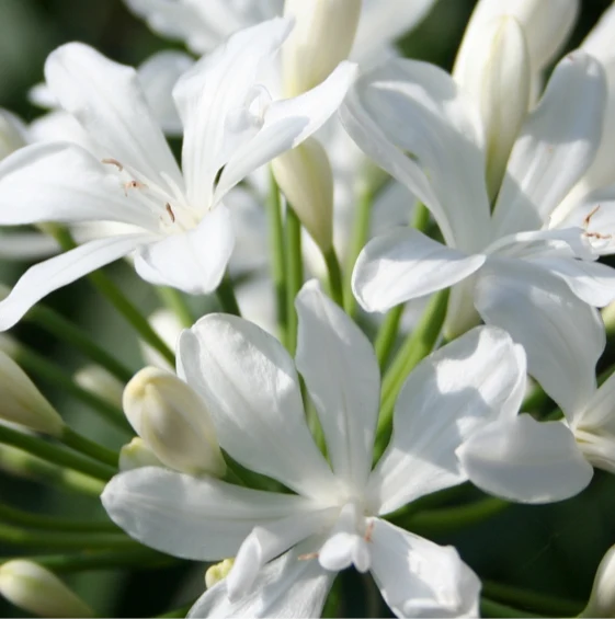 Agapanthus bianco – Pianta perenne dai fiori eleganti e raffinati