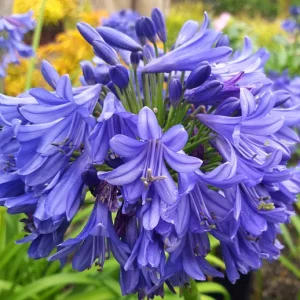 Agapanthus Blue – Pianta perenne dai fiori blu intensi e resistenti