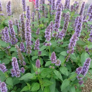 Agastache ‘Blue Fortune’ – Pianta perenne dai fiori blu profumati