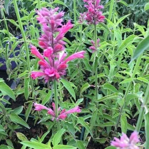 Agastache ‘Red Fortune’ – Pianta perenne dai fiori rosa-rossi profumati