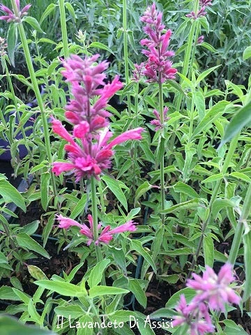 Agastache ‘Red Fortune’ – Pianta perenne dai fiori rosa-rossi profumati