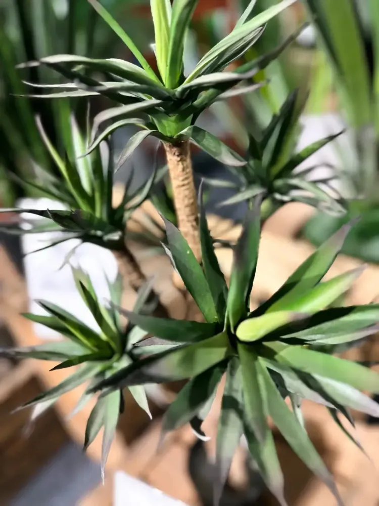 Agave artificiale - Prince | 70 cm
