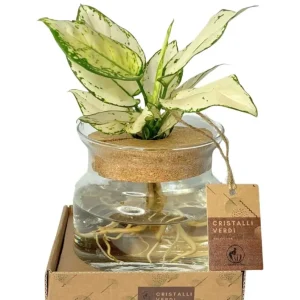 Aglaonema 'White Kiwi' Idrocoltura - Pianta Vera