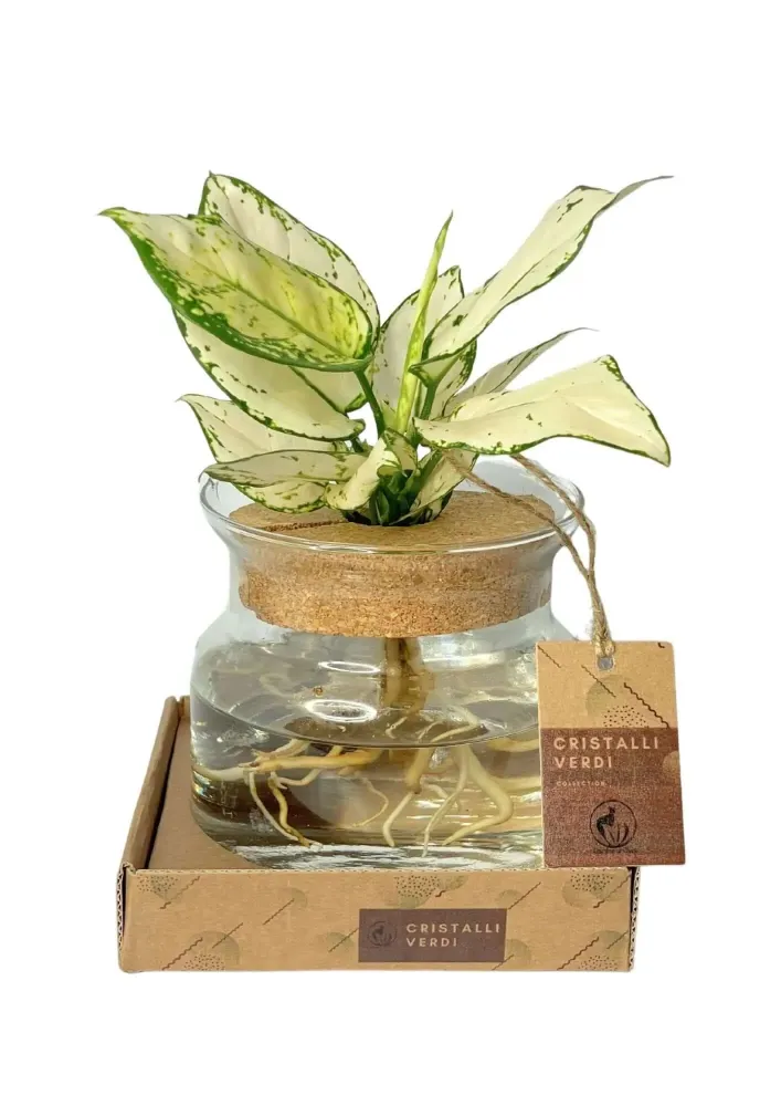 Aglaonema 'White Kiwi' Idrocoltura - Pianta Vera