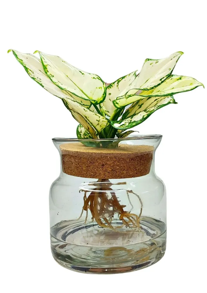 Aglaonema 'White Kiwi' Idrocoltura - Pianta Vera