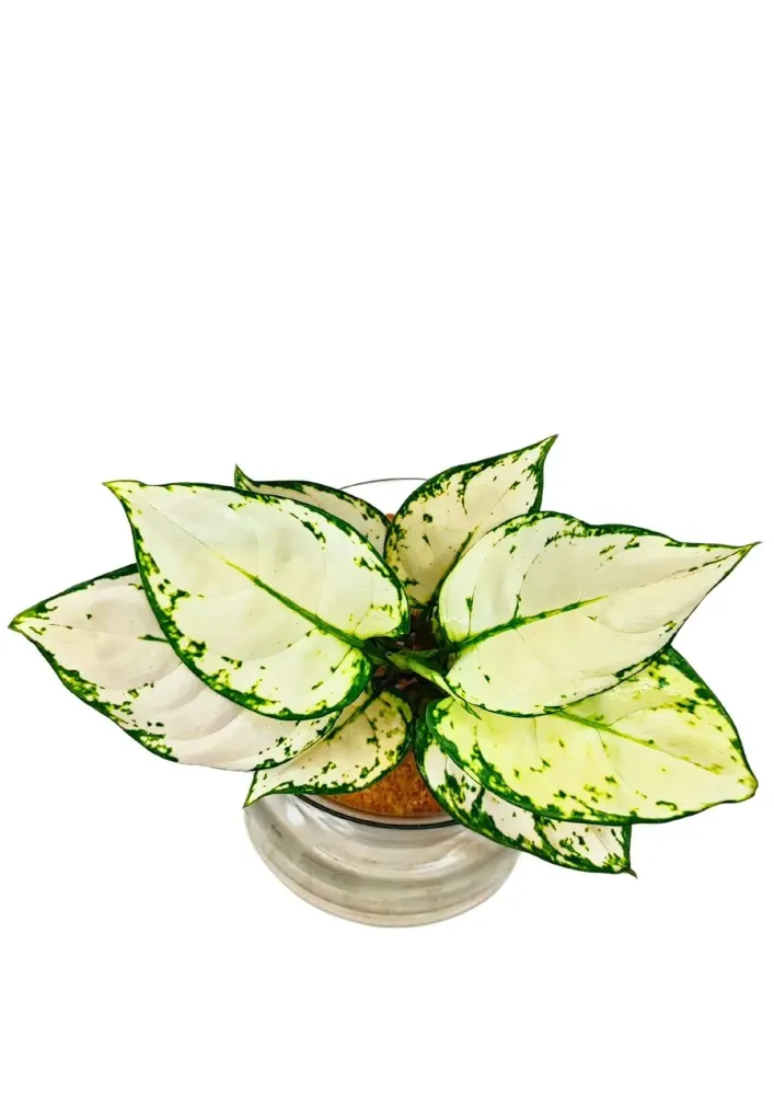 Aglaonema 'White Kiwi' Idrocoltura - Pianta Vera