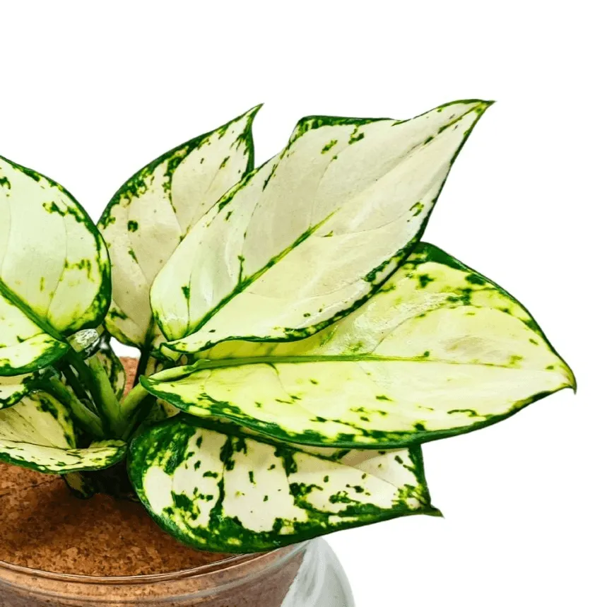 Aglaonema 'White Kiwi' Idrocoltura - Pianta Vera
