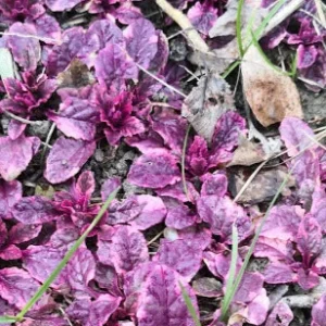 Ajuga reptans ‘Evening Glow’ – Pianta tappezzante colorata e rustica