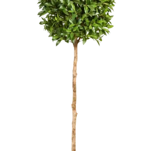 Alloro artificiale - Romy | 140 cm