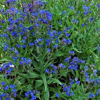 Anchusa azurea – Pianta perenne dai fiori blu intenso per giardini soleggiati