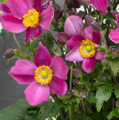 Anemone Fantasy ‘Ariel’ – Pianta perenne dai fiori rosa autunnali