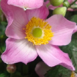 Anemone Fantasy ‘Cinderella’ – Pianta perenne dai fiori rosa delicati