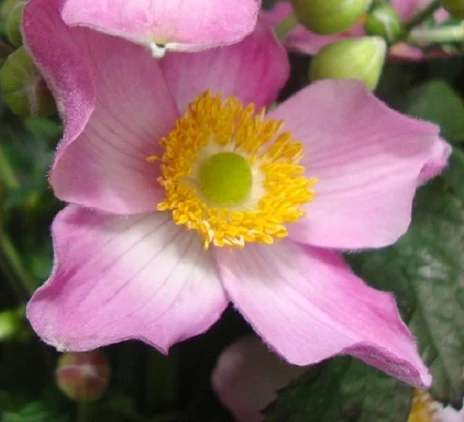 Anemone Fantasy ‘Cinderella’ – Pianta perenne dai fiori rosa delicati