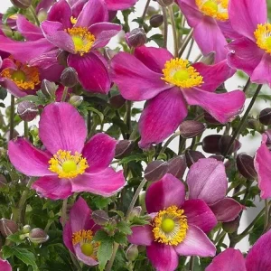 Anemone Fantasy ‘Red Riding Hood’ – Pianta perenne dai fiori rosa intensi