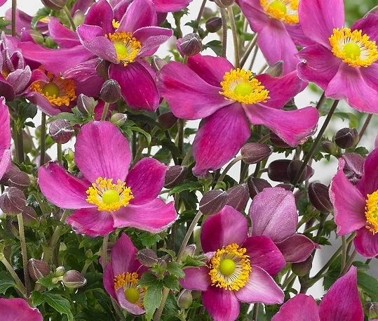 Anemone Fantasy ‘Red Riding Hood’ – Pianta perenne dai fiori rosa intensi