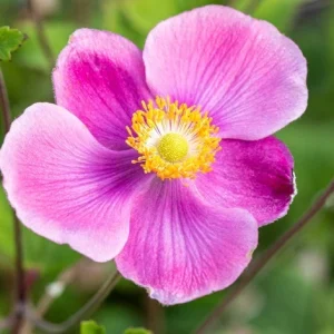Anemone hupehensis ‘Alando Pink’ – Pianta perenne dai fiori rosa eleganti