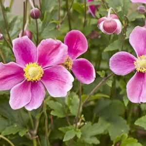 Anemone hupehensis ‘Alando Rose’ – Pianta perenne dai fiori rosa delicati
