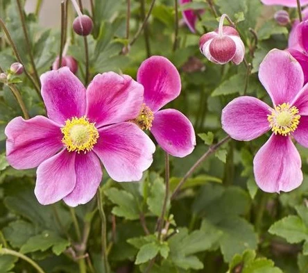 Anemone hupehensis ‘Alando Rose’ – Pianta perenne dai fiori rosa delicati
