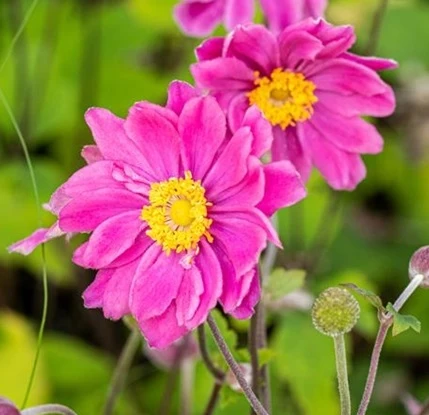 Anemone hupehensis ‘Emmy Deep Rose’ – Pianta perenne dai fiori rosa intensi