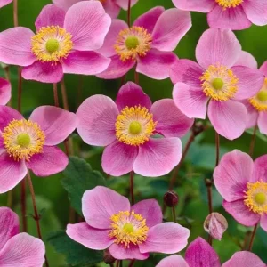 Anemone hupehensis ‘Praecox’ – Pianta perenne dai fiori rosa autunnali