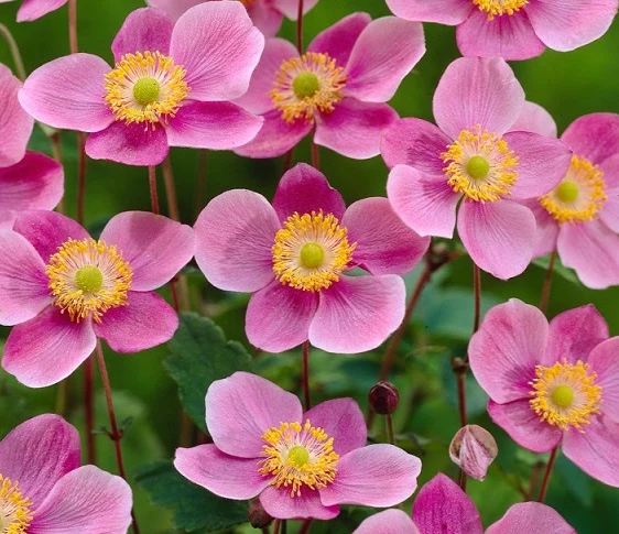 Anemone hupehensis ‘Praecox’ – Pianta perenne dai fiori rosa autunnali