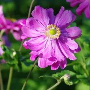 Anemone hupehensis ‘Prinz Heinrich’ – Pianta perenne dai fiori rosa porpora