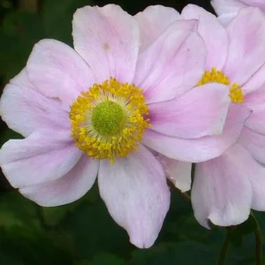 Anemone x hybrida ‘Königin Charlotte’ – Pianta perenne rosa per bordure autunnali eleganti