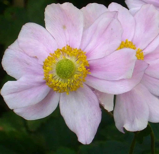 Anemone x hybrida ‘Königin Charlotte’ – Pianta perenne rosa per bordure autunnali eleganti