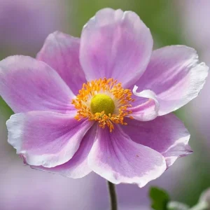 Anemone x hybrida ‘Loreley’ – Pianta perenne autunnale dai fiori rosa pastello