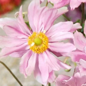 Anemone x hybrida ‘Montrose’ – Pianta perenne autunnale dai fiori rosa chiaro