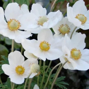Anemone sylvestris ‘Snow White’ – Pianta perenne bianca profumata da sole o mezz’ombra