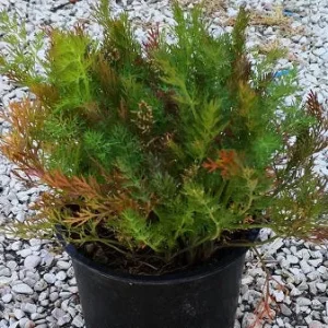 Aneto – Pianta aromatica per cucina, infusi e orti naturali