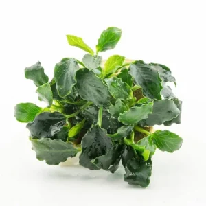 Anubias Barteri Nana "Kirin" - Pianta Epifita Rara per Terrarium e Acquari
