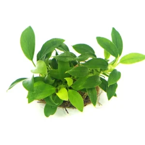 Anubias Nana Bonsai - Pianta Epifita Nana per Terrarium e Acquari