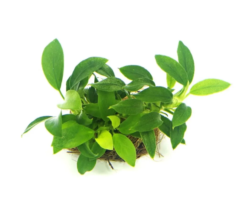 Anubias Nana Bonsai - Pianta Epifita Nana per Terrarium e Acquari