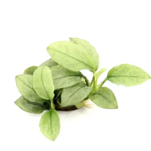 Anubias Nana "Jade" - Pianta Epifita Compatta per Terrarium e Acquari