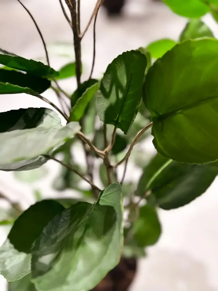 Aralia pennata artificiale - Milano | 150 cm
