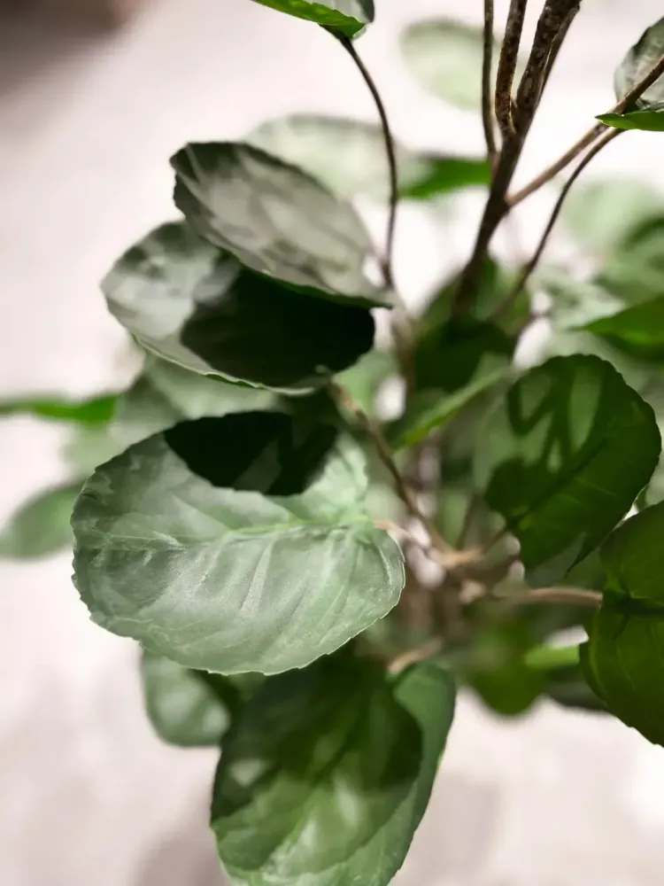 Aralia pennata artificiale - Milano | 150 cm