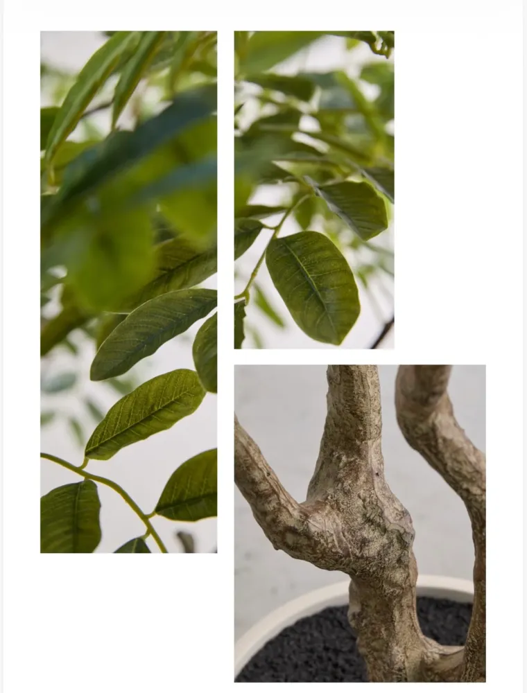Aralia Vogue con vaso