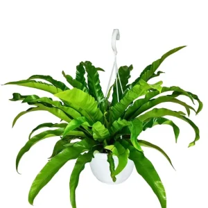 Asplenium Anticum - Altezza Pianta 65 cm, Vaso Basket