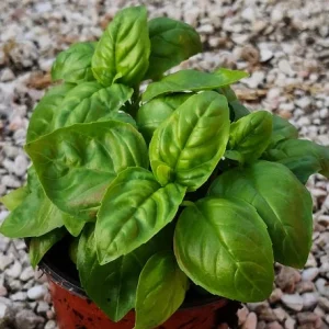 Basilico Genovese – Pianta aromatica profumata per pesto e cucina fresca