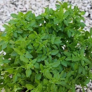 Basilico Greco – Pianta aromatica compatta e profumatissima