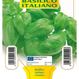 Basilico Italiano Classico Gemma - 1 pianta v.10 cm - Orto Mio