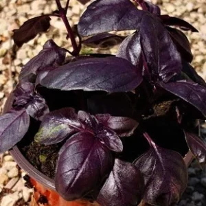 Basilico Rosso – Pianta aromatica decorativa dal sapore intenso