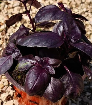 Basilico Rosso – Pianta aromatica decorativa dal sapore intenso