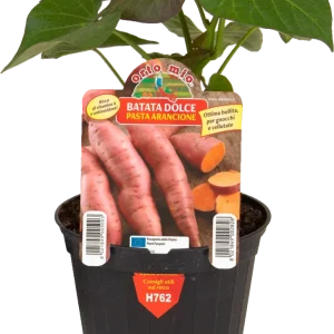 Batata dolce americana Arancione varietà Evangeline - 1 pianta v.10 cm - Orto Mio