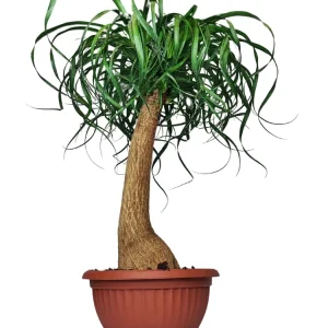 Beaucarnea (Mangiafumo) Altezza Pianta 60 cm