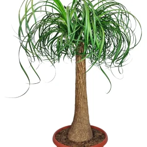 Beaucarnea (Mangiafumo) Altezza Pianta 85 cm
