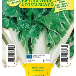 Bietola da costa e orto verde costa bianca Lusiana - 1 pianta v.10 - Orto Mio