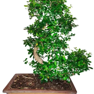 Bonsai carmona S-shape Altezza Pianta 80 cm